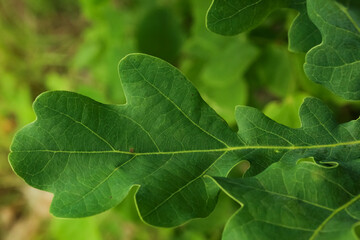 Green oak leaf close-up. Blurred background. Leaf texture, isolated.