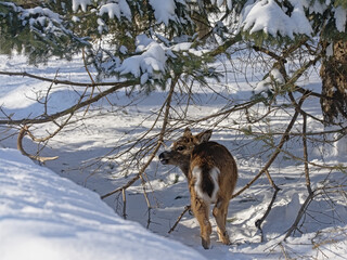 Baby deer in a snow covered forest in Mont Saint Bruno park, Quebec