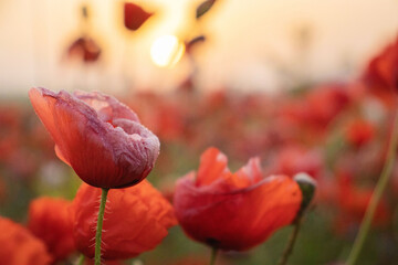 Sunrise with poppies in the sun. Poppy flower. Beautiful field of red poppies in the sunset light.