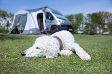 Hund, weißer Pudel, liegt auf einem Campingplatz vor einem Wohnmobil