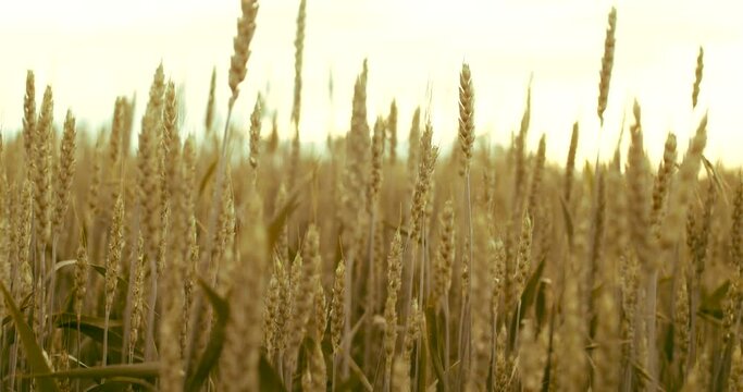 Green leaves of wheat with spikelet on field. Embargo and sanction for export of grain and food, Food security