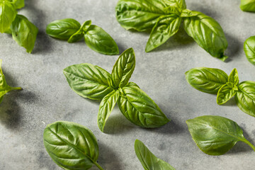 Raw Green Organic Italian Basil Leaves