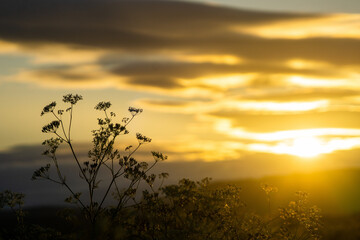 Sunsets through the stems of a Hogweed, UK