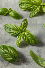 Raw Green Organic Italian Basil Leaves