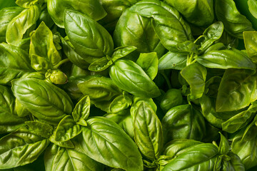 Raw Green Organic Italian Basil Leaves