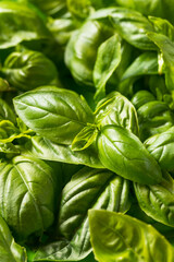 Raw Green Organic Italian Basil Leaves