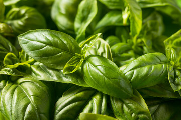 Raw Green Organic Italian Basil Leaves