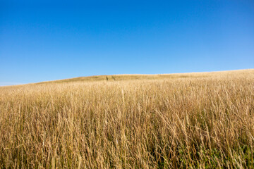 Wiese mit blauem Himmel als Desktophintergrund