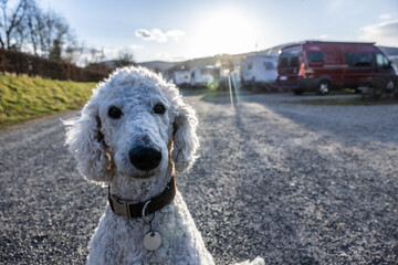 Hund, Königspudel auf einem Stellplatz für Wohnmobile an der Mosel