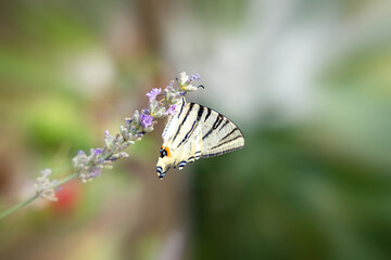 Scarce swallowtail white striped butterfly on a lavender flower detail, beautiful nature bokeh, radial blur