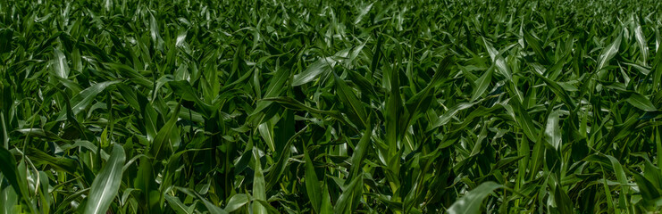 pole zielonych liści kukurydzy tło tapeta