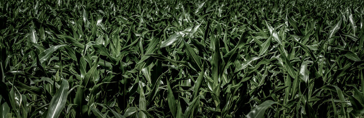tło z zielonych liści kukurydzy tapeta  - obrazy, fototapety, plakaty