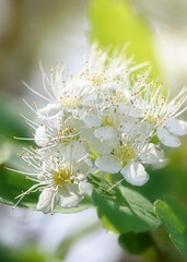 Branches and flowers of white flowering spirea in spring close-up