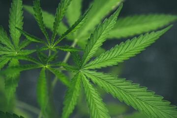 Fototapeta na wymiar Marijuana seedlings have a drop of water. herb , Green leaf
