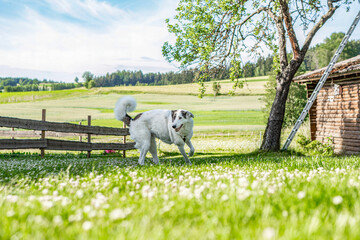 A brown and white romanian shepherd crossbreed dog playing in a garden in summer outdoors - obrazy, fototapety, plakaty