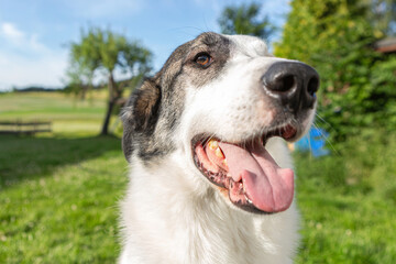 Cute and funny portrait of a romanian shepherd cross breed dog in summer outdoors