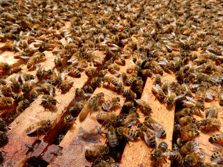Honeybees in the beehive up close
