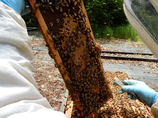 Beekeeper at work in the beehive