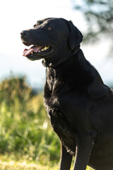 Portrait of a black labrador rhodesian ridgeback crossbreed dog on a meadow in summer outdoors