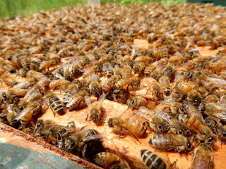 Honeybees in the beehive up close