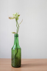 glass bottle with plant on wood table, reuse
