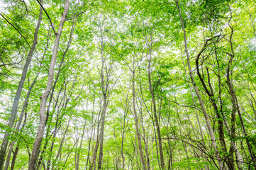 森の中の真っすぐに伸びるシラカバ