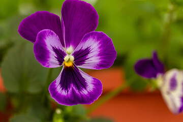 Fototapeta na wymiar Colorful purple pansy flowers, viola tricolor in pots close up. Floral background