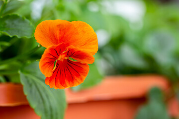 Bright Orange pansy flowers , blooming pansy flowers in  pots on a balcony  or terrace, Indoor and outdoor landscaping