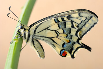Beautiful bright and large swallowtail (Papilio machaon) butterfly, yellow with a black pattern