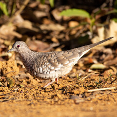ave, natureza, fauna, animais, inóspito, bico, braun, pena, pena, codorna, branco, avian, melro, negro, ala, isolado, faisão, jovem, molhar, pomba, pombo, rolinha, rolinha, fogo, apagou