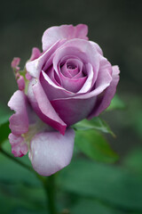 Rosa Mainzer Fastnacht