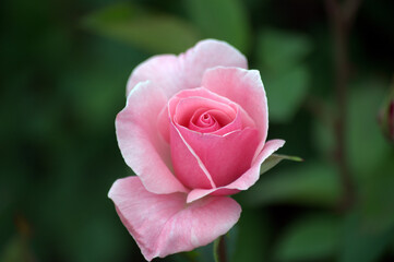 Pink Garden Rose