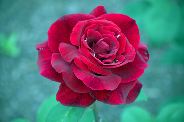 Red Garden Rose
