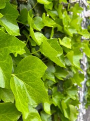 green leaves background