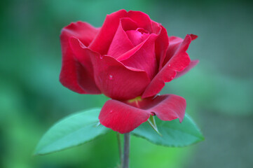 Veteran's Honor Rose