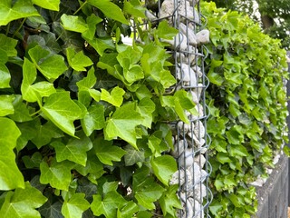 ivy on a wall