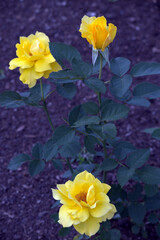 Sunsprite Rose
