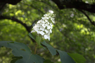 Oakleaf Hydrangea