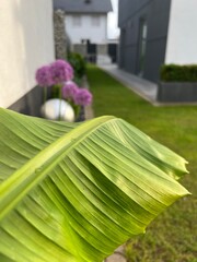 grass in a garden