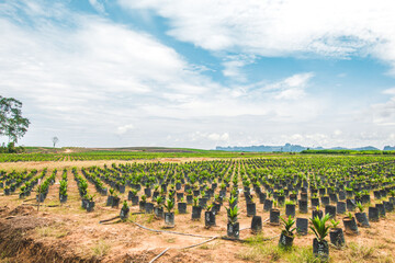 Fototapeta na wymiar Landscape of oil palm seedling