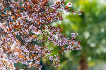 Arbre en fleurs au printemps à Rome