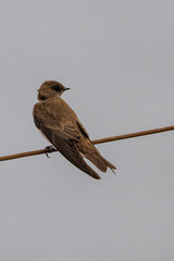 Northern Rough-winged Swallow (Stelgidopteryx serripennis)