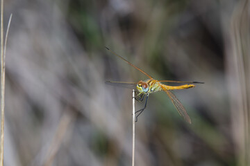 Epaulet Skimmer Dragonfly Perched On Twig (Orthetrum chrysostigma), Mossel Bay, South Africa