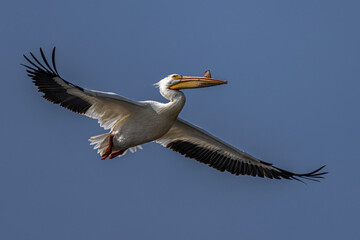 Fototapeta na wymiar American White Pelican (Pelecanus erythrorhynchos) in Flight