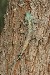 Southern Tree Agama, Kruger National Park, South Africa
