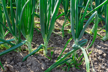 A bed of green onions, close-up, selective focus.