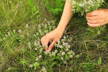 woman gathers wild thyme medicinal plant in the field
