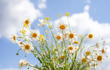 Fototapeta na wymiar bouquet of daisies close-up against the blue sky