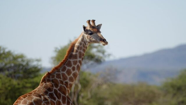 Giraffe (Giraffa camelopardalis) in Kruger National Park, South Africa. Amazing scene of row of cars on safari watching wild animals shot from drone. Concept of wildlife, nature, africa.
