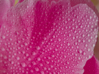 fresh bright blooming peonies flowers with dew drops on petals